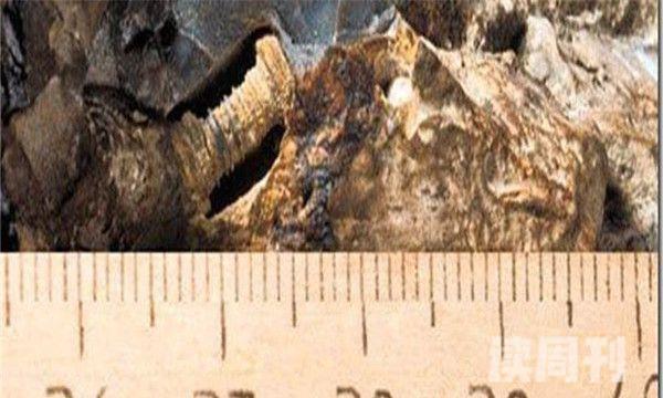 3亿年前莫斯科发现的螺丝钉（极大的可能是海洋生物的骨头）(1)