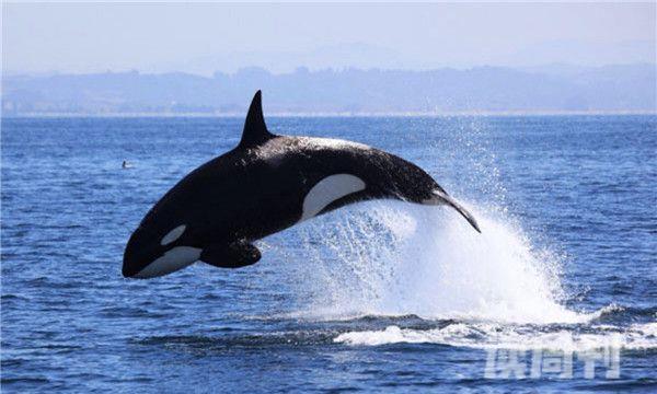 虎鲸的栖息环境（一般不会单独移动）(3)