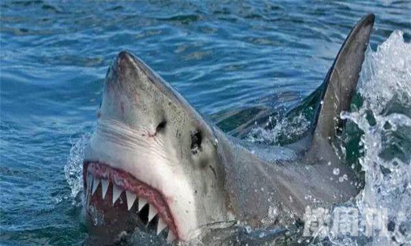 游客在三亚的蜈支洲岛拍到了鲸鲨的视频（三亚鲨鱼吞噬游客是真是假）(2)