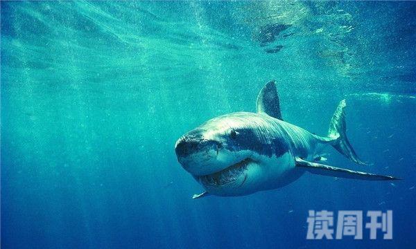 游客在三亚的蜈支洲岛拍到了鲸鲨的视频（三亚鲨鱼吞噬游客是真是假）(3)