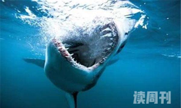 游客在三亚的蜈支洲岛拍到了鲸鲨的视频（三亚鲨鱼吞噬游客是真是假）(4)