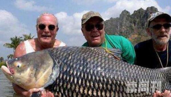 世界上最大的鲤鱼（重达201.3斤）