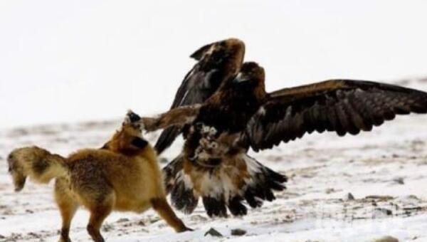 世界上最强大的鸟，安第斯兀鹰翅展3米捕食美洲狮(3)