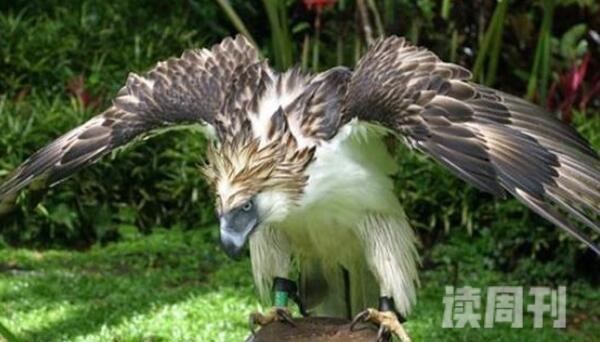 世界上最强大的鸟，安第斯兀鹰翅展3米捕食美洲狮(4)