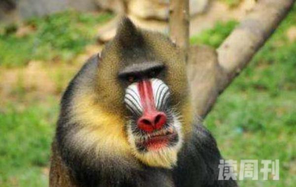 世界上最珍稀的猴子（中国金丝猴上榜第一长相惊悚）(2)