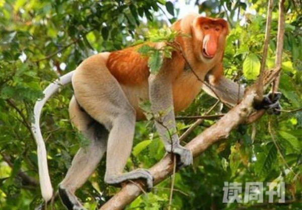世界上最珍稀的猴子（中国金丝猴上榜第一长相惊悚）(3)