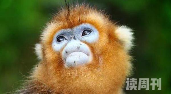世界上最珍稀的猴子（中国金丝猴上榜第一长相惊悚）(4)