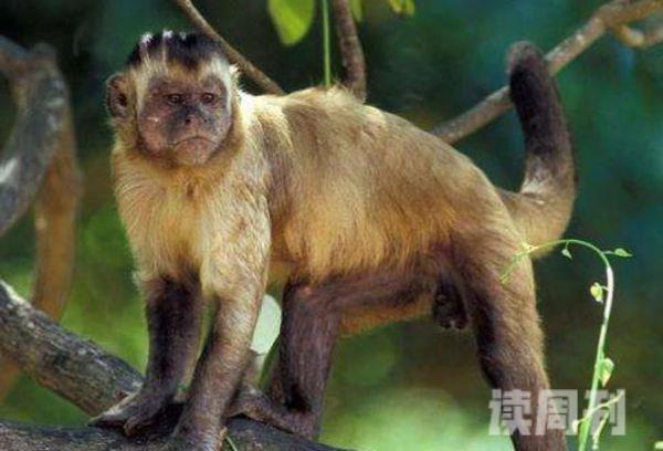 世界上最珍稀的猴子（中国金丝猴上榜第一长相惊悚）(5)