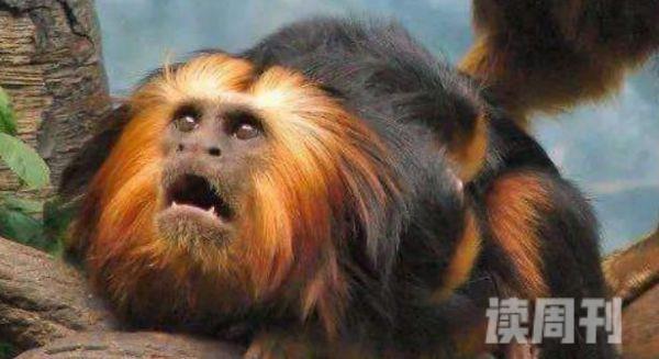 世界上最珍稀的猴子（中国金丝猴上榜第一长相惊悚）(6)