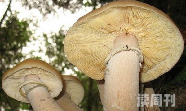 世界上最大的蘑菇 占地890公顷相当于天安门广场(4)