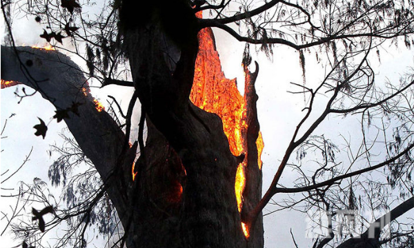 世界上最不怕火烧的树（散热能力极强，甚至大部分烟斗都是由它制成）(3)