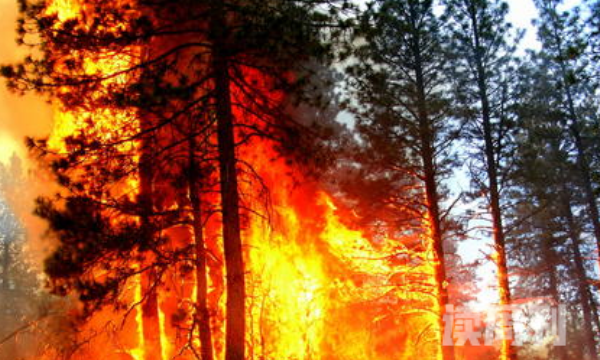 世界上最不怕火烧的树（散热能力极强，甚至大部分烟斗都是由它制成）(4)