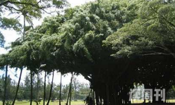世界上最大的树冠（能够覆盖掉整整1万平方米的面积）(3)