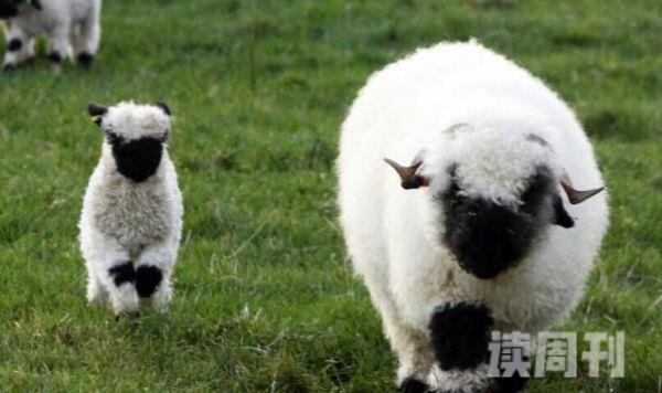世界上最萌的小山羊（价格上是普通的羊的四十倍）