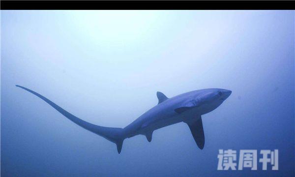 世界上最大的长尾鲨（长尾鲨长达5米，体重有568公斤）(3)