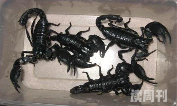 世界上最大的蝎子（帝王蝎子的身子长度超过20厘米）(3)