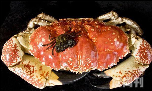 世界上最大的食用蟹（这种螃蟹的一只脚就足以让人吃到饱）(1)