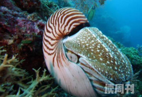 世界上最古老的海螺（远古时代灭绝的鹦鹉螺）