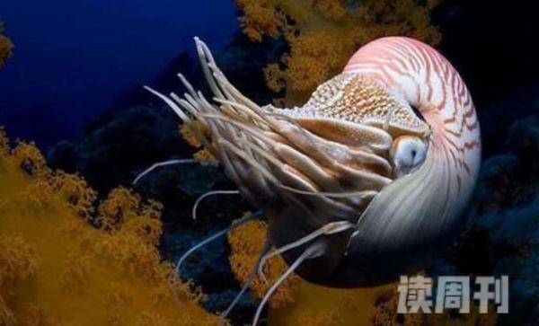 世界上最古老的海螺（远古时代灭绝的鹦鹉螺）(2)