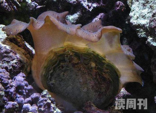 世界上最大的贝类（砗磲外壳的长度可以达到一米以上重量可达三百千克以上）