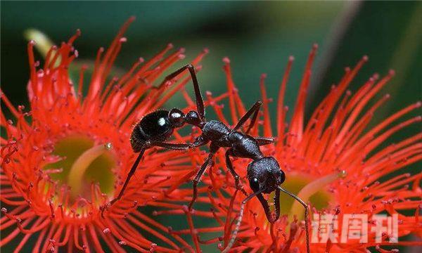 世界上最大的蚂蚁（斗牛犬蚁的体长最长可以达到四十毫米）