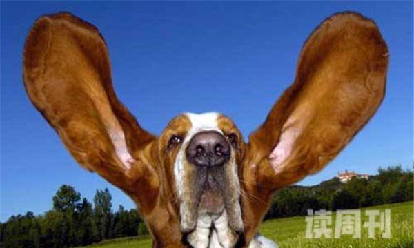世界上最大的狗耳朵（它的耳朵比一般的巴吉度犬长）(1)