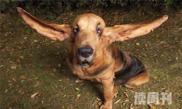世界上最大的狗耳朵（它的耳朵比一般的巴吉度犬长）(2)
