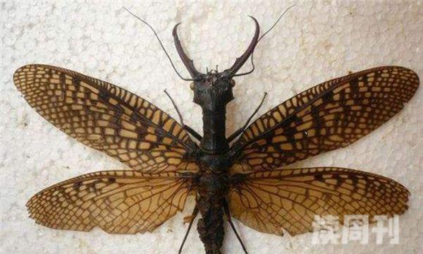 世界上最大的虫子（这些虫子的体型都比较庞大）(9)