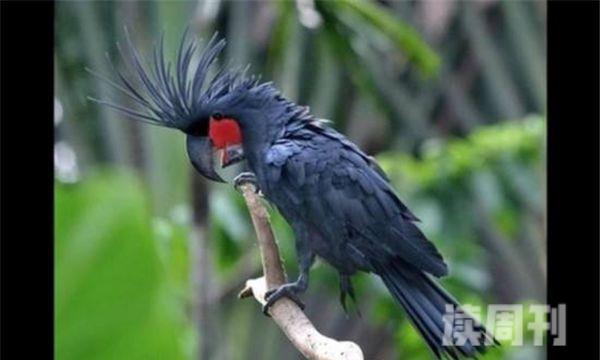 世界上最丑的鹦鹉（棕榈凤头鹦鹉让人大跌眼镜）(1)