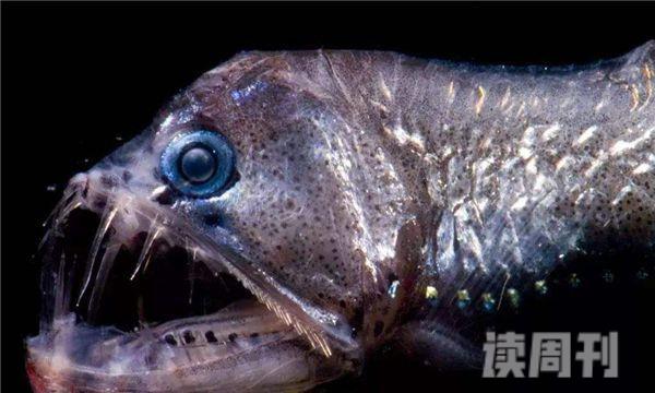 世上最暴躁的鱼（脾气比较暴躁）(4)