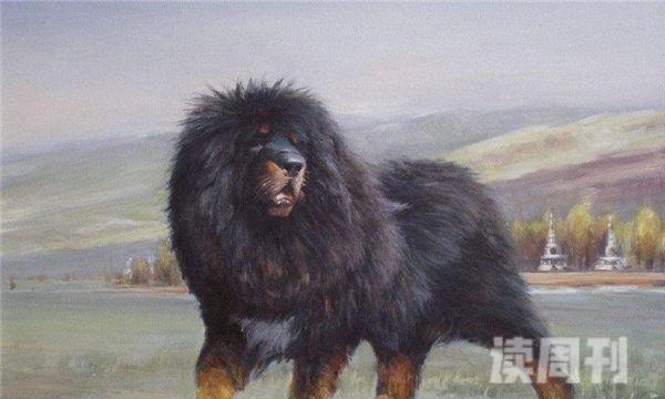 世界上寿命最长的狗（藏獒就像一头大狮子）(2)