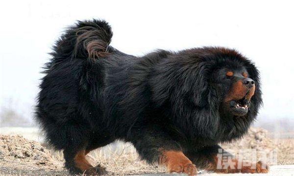 世界上寿命最长的狗（藏獒就像一头大狮子）(4)