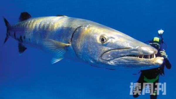 世界上最大的珊瑚鱼（苏眉鱼，它体长超2米）(1)