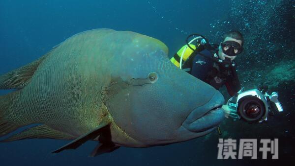 世界上最大的珊瑚鱼（苏眉鱼，它体长超2米）(2)