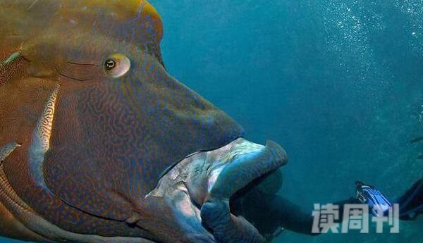 世界上最大的珊瑚鱼（苏眉鱼，它体长超2米）(3)