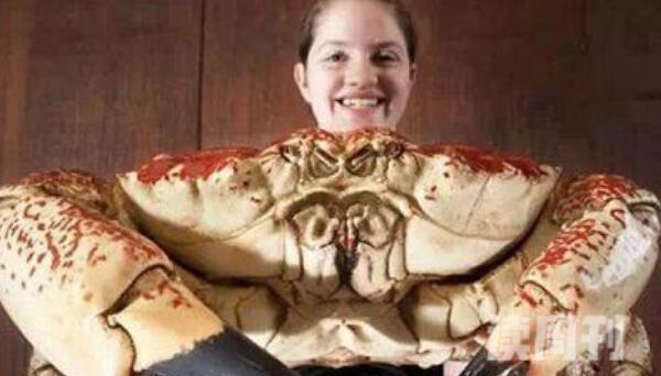 世界上最重的螃蟹（澳洲皇帝蟹目前发现它最重可达72斤）(1)