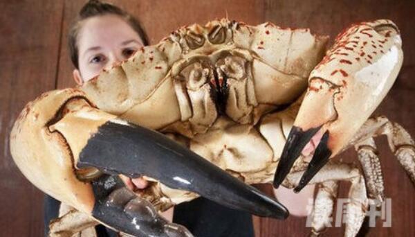 世界上最重的螃蟹（澳洲皇帝蟹目前发现它最重可达72斤）(2)