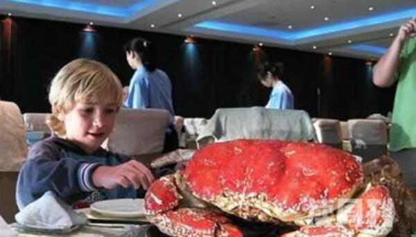 世界上最重的螃蟹（澳洲皇帝蟹目前发现它最重可达72斤）(4)
