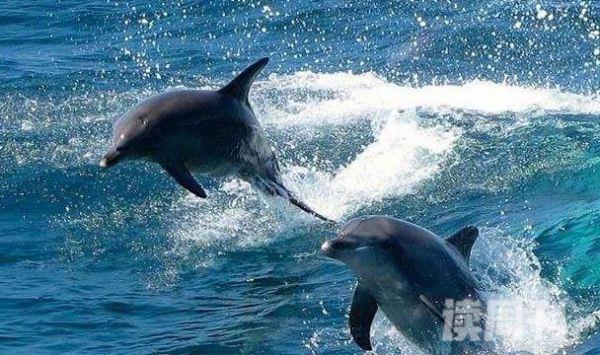 世界上最聪明的动物（海豚是很聪明的动物）(2)