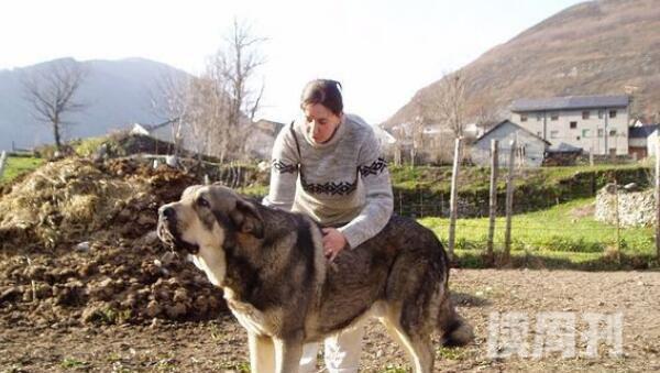 世界大型犬排名（西班牙獒，120公斤）(1)