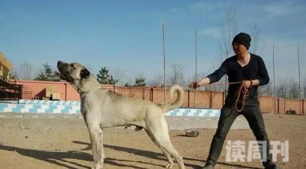 世界大型犬排名（西班牙獒，120公斤）(2)