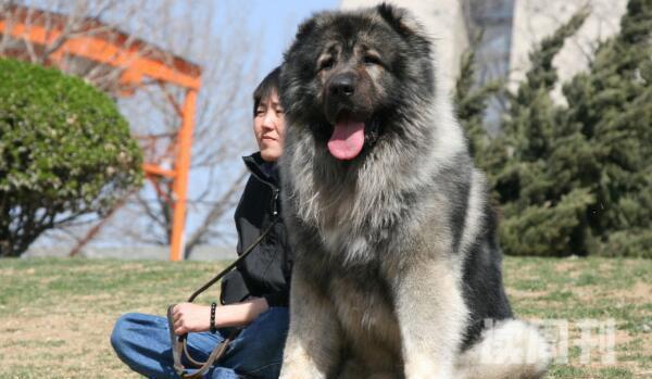 世界大型犬排名（西班牙獒，120公斤）(3)