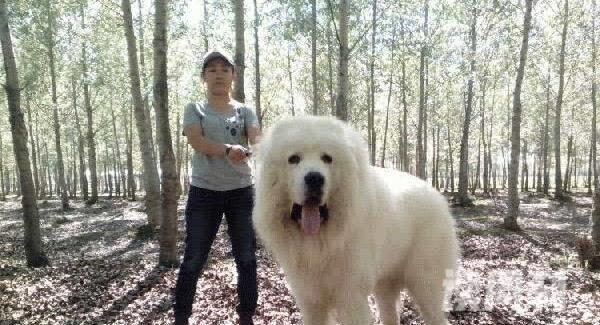 世界大型犬排名（西班牙獒，120公斤）(5)