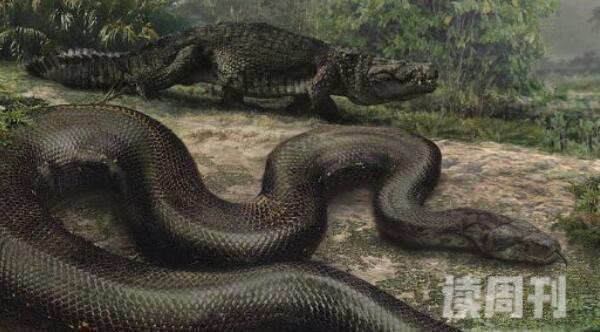 目前发现世界上最大的蟒蛇有多大（当今世界上最大的蟒蛇有多粗）(3)