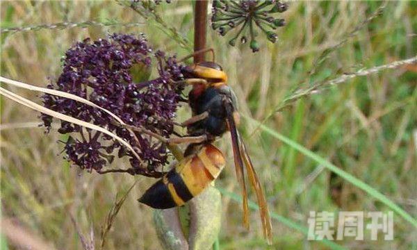 史上最大的马蜂（日本大黄蜂的攻击性强，其针刺长达6毫米）