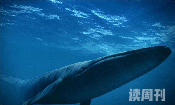 世界上最大的生物（蓝鲸相当于25只以上的非洲象）
