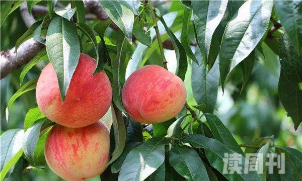 桃树的高度一般在多少米（桃树最高长多少米）(2)
