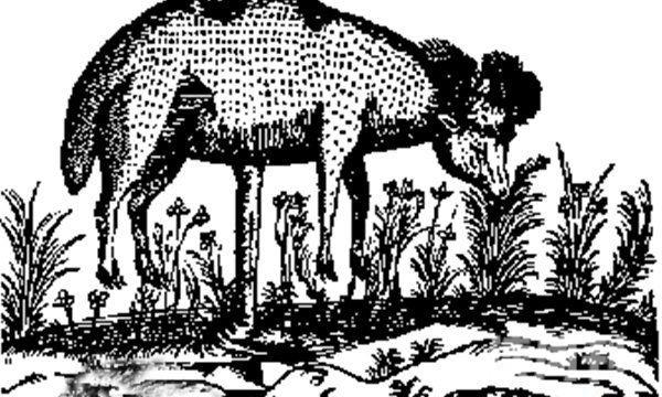 传说中的植物羊豆荚上长出羊究竟是动物还是植物(4)