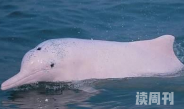 白鳍豚有水中的大熊猫之称（1988年就被列为了中国一级重点保护野生动物）(1)