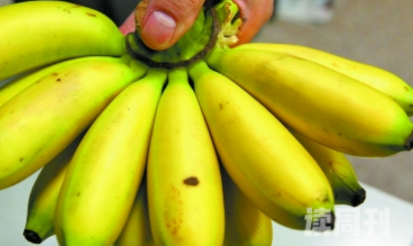 芭蕉和香蕉区别（香蕉的口感非常软糯可口）(3)